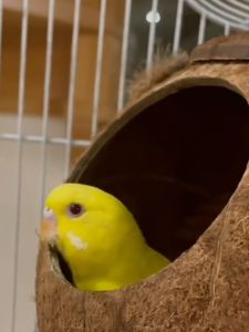 รังนกเปลือกมะพร้าว นกแก้วพันธุ์บัดจี้ นกแก้วพันธุ์โบตั๋น รังนกเลี้ยง รังเพาะพันธุ์ที่อบอุ่น ของเล่นนกตัวเล็ก อุปกรณ์สำหรับนก