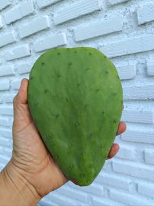 โอพันเทีย ฟิคัสอินดิก้า อินเนอมิส (opuntia ficus indica var inermis) ตัดสด (สวนเราเอง) กระบองเพชรกินใบและผล