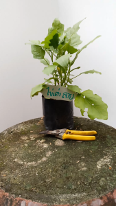 ต้นมะเขือไข่เต่า ผลลาย ส่งพร้อมถุงเพาะ 5.5นิ้ว ต้นมะเขือ ต้นมะเขือไข่เต่าลาย (green egg plant)