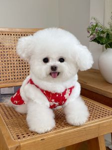 New Years Pet Clothes Thickened Fleece Tang Suit Skirt for Teddy Bichon Dogs And Cats Chinese New Year Visiting Clothes
