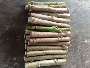 paket hemat bibit telo papua 20CM 30 batang campur tua muda besar kecil