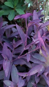 ต้นหัวใจสีม่วงหรือหัวใจราหู ไม้ประดับสารพัดประโยชน์ **ตัดกิ่งส่ง **