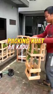 Bibit Durian Musang King D-197 Premium Daging Tebal Manis OkuLasi Tersertifikasi Daya Hidup Tinggi Bergaransi AA Kadu Kebun bibit durian premium