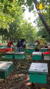 Madu Multiflora Murni Seefa Raw Honey 120g Halal Praktis Ekonomis