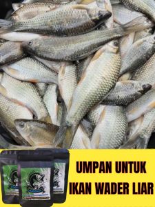 (BISA COD) Umpan Untuk Mancing Ikan Wader