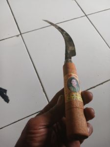 arit gergaji padi / arit pemotong padi