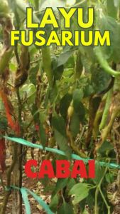 Fungisida Alami Trichotec WP kandungan utama Trichoderma harzianum melawan jamur patogen