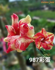 Adenium Obesum Bonsai ID 987 Golden Jade 彩蛋 富贵花