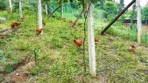 5M/10M/20M Chicken Net Nylon Bird-preventing Net - Plant Climbing Net - Bird Proof Net - Bird Catching Net - Fencing Net Range Net Farming Net Garden Fence