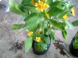 Cây Hoa Cúc Mặt Trời mang lại may mắn cây cao 30cm video thực tế