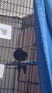 Topsong Voer Burung Kicau Murai Kacer Jalak 450gr