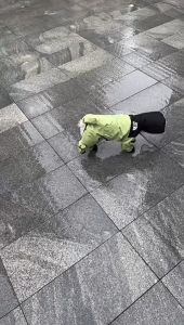 Áo mưa toàn thân kín chân có che đuôi cho chó nhỏ và mèo - Đen Ta pet shop