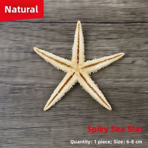 JI-TOP | Natural Snail Shell Decorative Set for Hermit Crabs