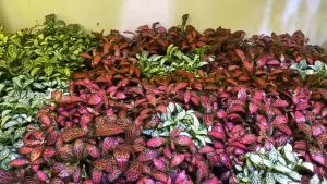 cây may mắn cây cẩm nhung trồng chậu tiểu cảnh setup hồ bán cạn terrarium paludarium