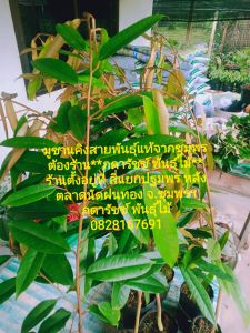 มูซังคิง(มูซานคิง)เสียบยอดพร้อมปลูกความสูง40-50ชม.ชุด2ต้น*ชื่อ10ต้นแถม1ต้น