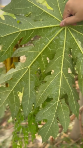 เอ๊กซ์ตร้าซอร์พ สารจับใบ (ยกลัง12ขวด) ดูดซึมไวเกาะแน่น  สารจับใบสูตรเข้มข้น 1ลิตร