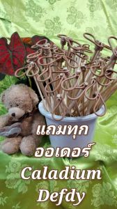 🥀🌿ไม้ค้ำบอนมีของแถมทุกออเดอร์ช่วงเปิดร้านใหม่❌1ชุดมี12อัน🎉ความยาว12นิ้ว รับประกันความแข็งแรง รูปสวย ราคาถูก