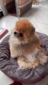 LK054-3 แพมเพิสสัตว์เลี้ยง [4] B3-4