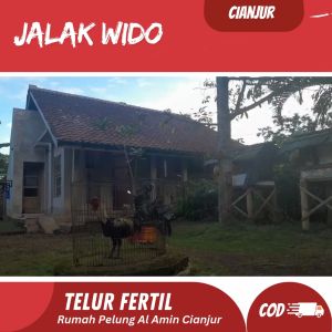 5 Butir Telur Ayam Pelung Bulu Jalak Wido Untuk Ditetaskan Fertil