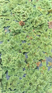 Bibit Tanaman Azolla Murah Berkualitas