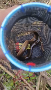 ที่ดักปลาไหลแบบงาพลาสติก ตุ้มดักปลาไหลงาไม้ อีจู้ดักปลาไหลงาไม้ ชุด 10 ลูก