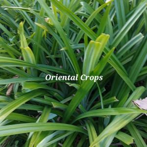 50 Fresh Leaves Dahon Binhi Pantanim Pandan Garden Plant