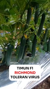 Benih Timun RICHMOND 20 seed Known You Seed