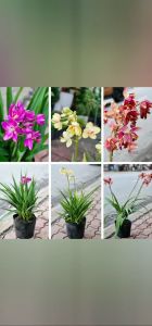 Địa lan chu đỉnh loại cây có hoa đẹp mà lại không tốn nhiều công sức để chăm sóc Minh Hân Garden