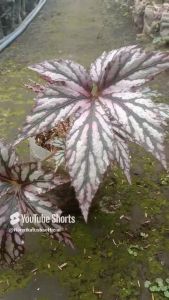 Tanaman Hias Begonia Golden Eksotis Murah Promo