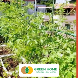 5 Ống Thép Bọc Nhựa Greenhome Daim Nhật Bản D150cm Làm Khung Hoa Hồng Giàn Leo Bầu Bí Mướp Độ Bền 5 Năm