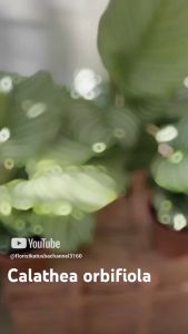 Tanaman Hias Daun Calathea Orbifolia Cantik