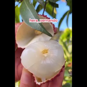 Bibit Leci Merah Jumbo Hasil Cangkok Cepat Berbuah