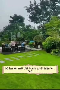 Gói 200gr.Hạt giống cỏ nhung nhậtcỏ trồng sân vườn trồng công trình-gieo trồng quanh năm