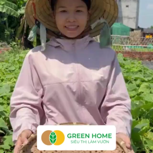 Hạt Giống Dưa Leo Greenhome Gói 1gr~35 hạt Dễ Trồng Quanh Năm Nảy Mầm Cao Thu Hoạch Nhanh Năng Suất Cao T02