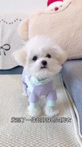 Summer Pet Dog Cooling Jumpsuit Ice Silk Breathable Quick Drying Small Dog Clothes Summer Mesh Vest Puppy Chihuahua Pet Clothes
