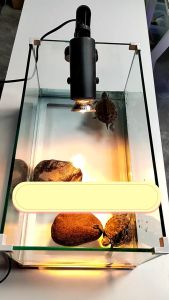 ชุดไฟ UVA/UVB ร้องน้ำ หลอดไฟให้รังสี กรองน้ำเต่า เต่าปก เต่าญี่ปุ่น