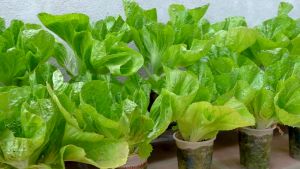 (1300 SEEDS) - MUSTASA SEEDS/MONTEVERDE/30DAYS HARVEST/MORE PROFIT/EASY TO GROW