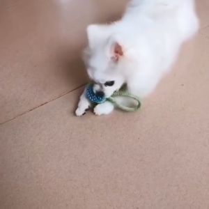 Đồ chơi bện thừng nhai gặm luyện răng cho chó (màu ngẫu nhiên) size S– Đen Ta pet shop