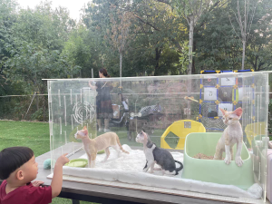 Acrylic Transparent Cat Show Cage Small Apartment Dog Cage Rabbit Cage Pet Supplies Cat House Other Brand Basic Model 100