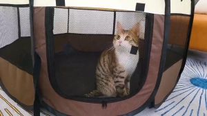 Petcho 🎪 คอกสัตว์เลี้ยง กรงสัตว์เลี้ยง พับได้ เต็นท์ คอกหมาพับได้ คอกแมว คอกแปดเหลียม ที่นอนหมาแมว พกพาสะดวก กรงแมวพับได้ 3size