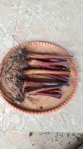 1 cây khoai môn ngọt tím giống thủy sinh