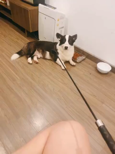 Roi huấn luyện Chó Mèo bằng da không gây đau với hiệu quả huấn luyện cao (mẫu mới) - Hara Pet Store