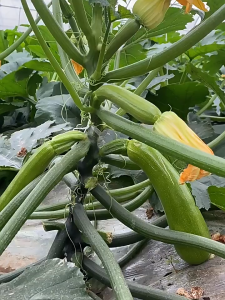 เมล็ดฟักทองฤดูใบไม้ร่วงฤดูใบไม้ผลิฟักทองฤดูใบไม้ร่วงโรยด้วยความทนทานต่อความหนาว และความเจ็บป่วยเมล็ดพืชผักกระถางปลูกง่าย