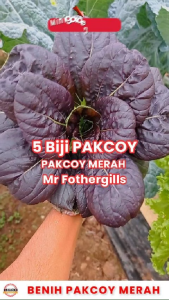Benih Pak Choy Merah RED CHOI 5 BIJI bibit sayur sawi sendok import hidroponik pakchoy bok coi  F1 Mr Fothergills