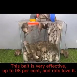 Imported from Japan rat poison 99.87% efficiency 50g 1 pack rat poison killer rat killer poison pellet rat poison for big rats pamatay sa daga lmpact area 500 meters