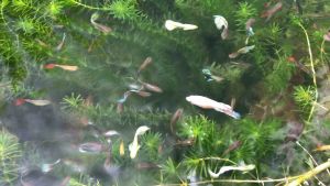 5pcs 10cm Anacharis Elodea densa - aquarium plant tumbuhan air Aquarium water plant