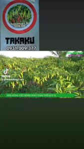 Hạt giống mướp hương Nhật Takaku L07 gói 100 hạt