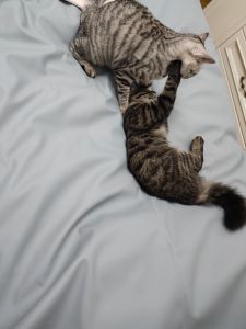 Waterproof PU Leather Pet Couch Cushion Cat Bed Sheet Pad Oil Cloth Non-Washable Urine Proof for Dogs And Cats Home Supplies