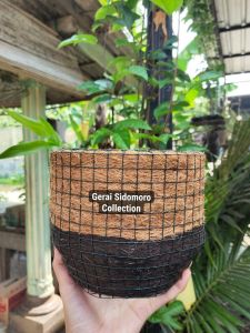 POT DUDUK POT TANAMAN ANGGREK DIAMETER 17CM