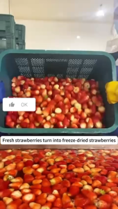 100g 250g【CRISPY】(HALAL) Korea Freeze Dried Strawberry Healthy Snacks 韩国冻干草莓脆 健康食品